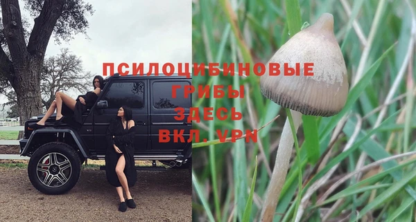 стаф Бородино